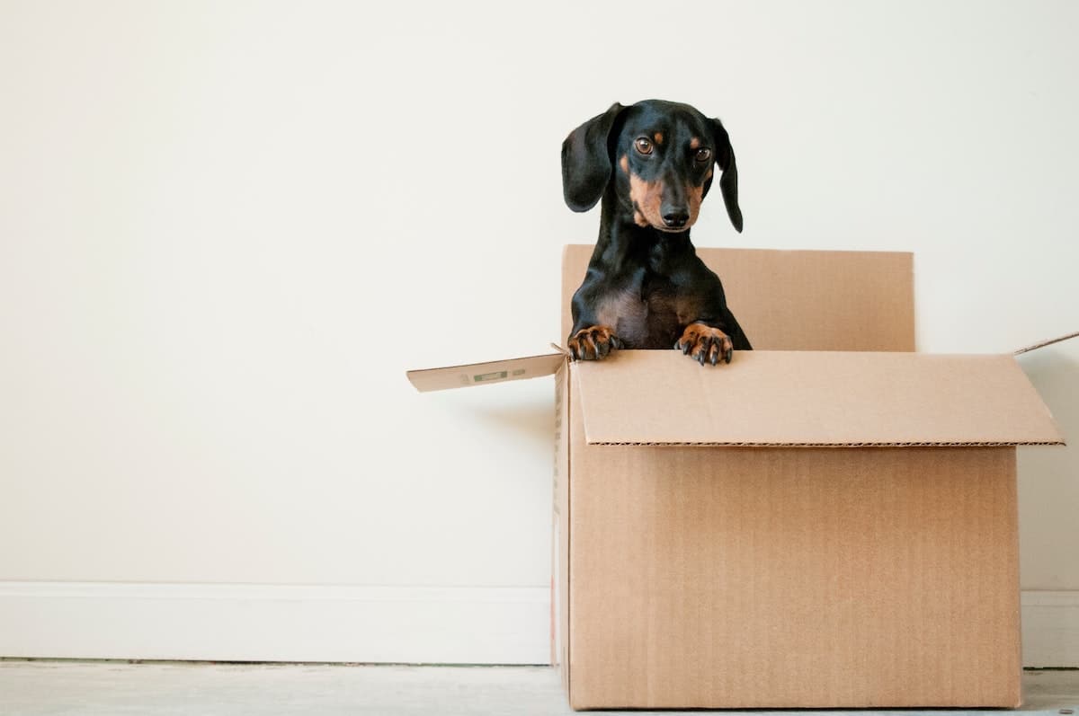 Small black dog sitting inside a moving box